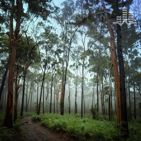 Rainy Eucalyptus Forest
