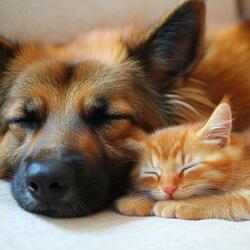Quiet Pet Relaxing Vibes