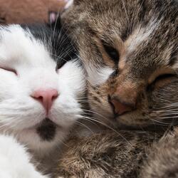 Soft Vibes Cats Love