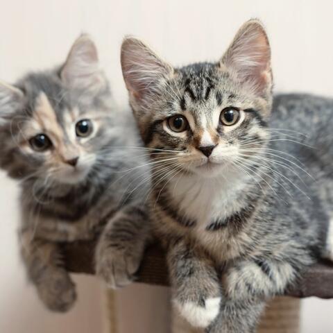 Calming Sounds for Happy Cats
