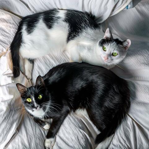 Soothing Music to Calm Cats