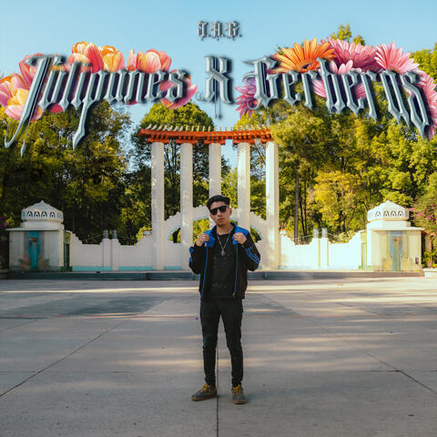 Tulipanes X Gerberas