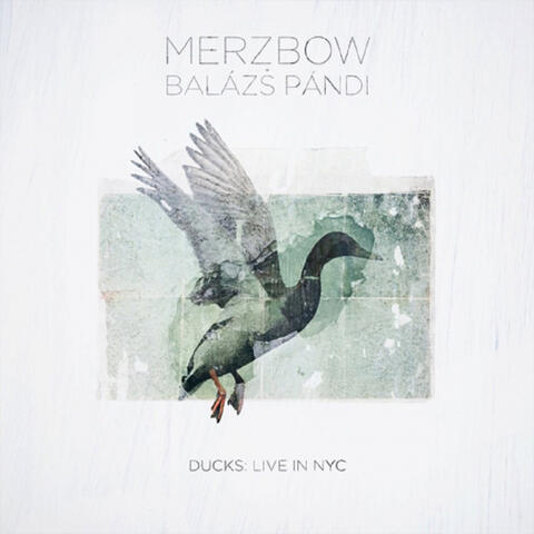 Ducks : Live in NYC