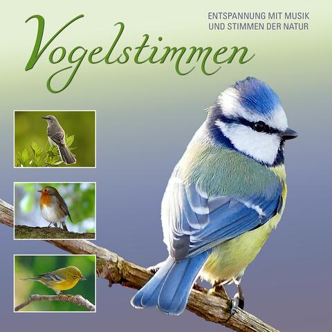 Vogelstimmen - Bird Songs