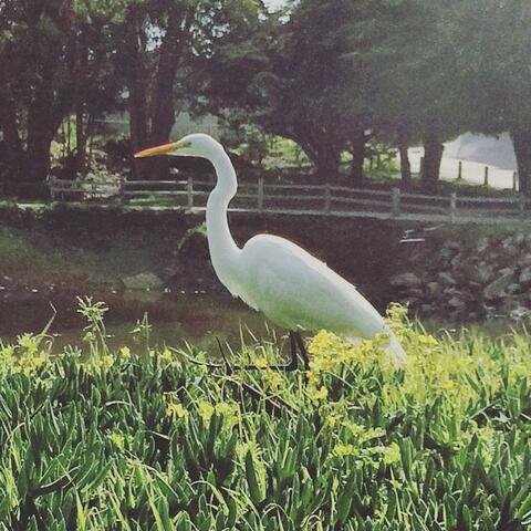 Don't Take / Blooming Garden (with S.Yamagishi, Steve Vercelloni & Augenmerk)