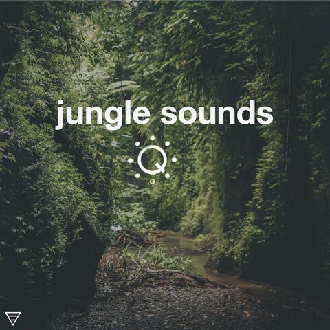 Queue Ambient Sounds for Sleep, Meditation, Background and More: Jungle Sounds