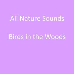 One Minute of Birds in the Woods