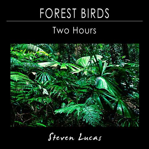 Forest Birds - Two Hours