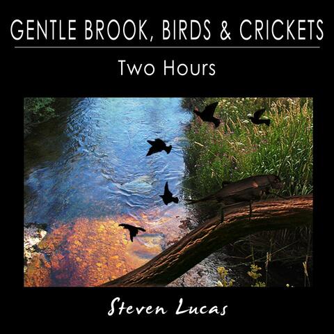 Gentle Brook, Birds and Crickets - Two Hours