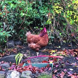 Birds in the Garden
