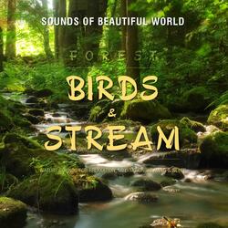 Forest: Birds & Stream (Nature Sounds for Relaxation Meditation Healing & Sleep)