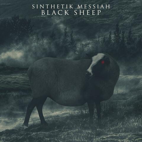 Black Sheep