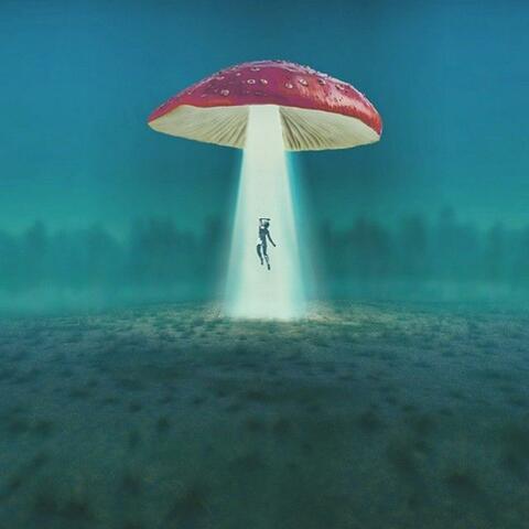 Mushroom
