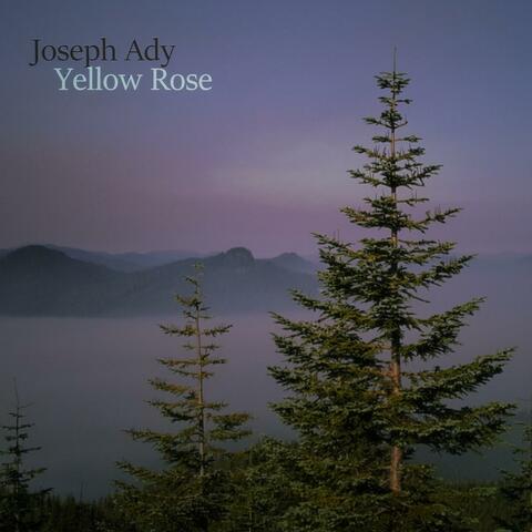 Yellow Rose