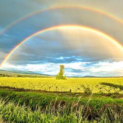 A Pretty Rainbow on the Pretty Meadow