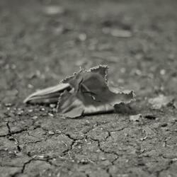 Melancholia