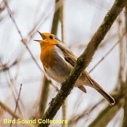 Birds Singing and Car Engine Humming