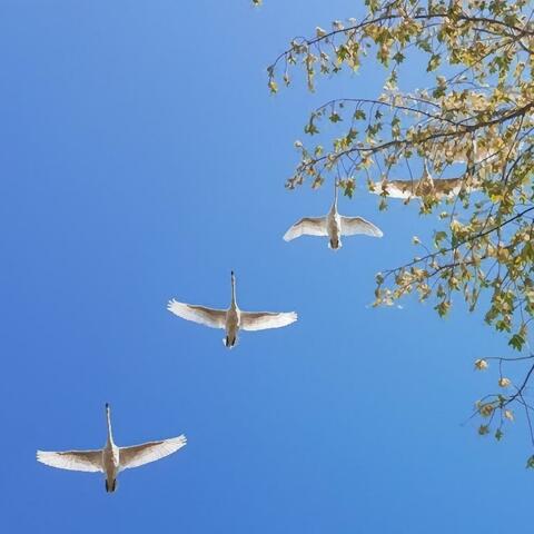 Autumn's Breeze