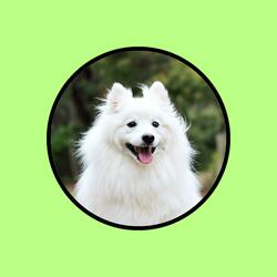 Background Music for Keeping Dogs Happy