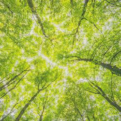 Gentle Wind in the Forest for Relaxation Deep Sleep Insomnia Meditation and Study