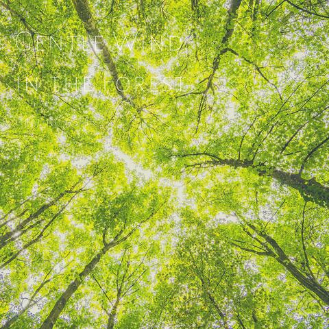 Gentle Wind in the Forest for Relaxation Deep Sleep Insomnia Meditation and Study
