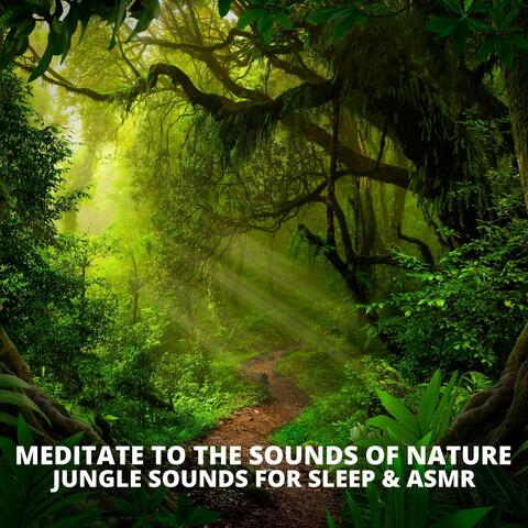 Jungle Sounds For Sleep & ASMR