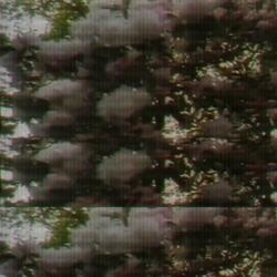 Psilocybin