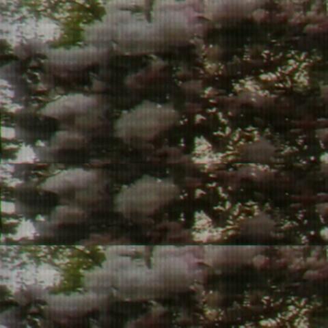 Psilocybin