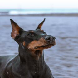 Hound