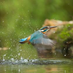 Birds Singing in the Wild