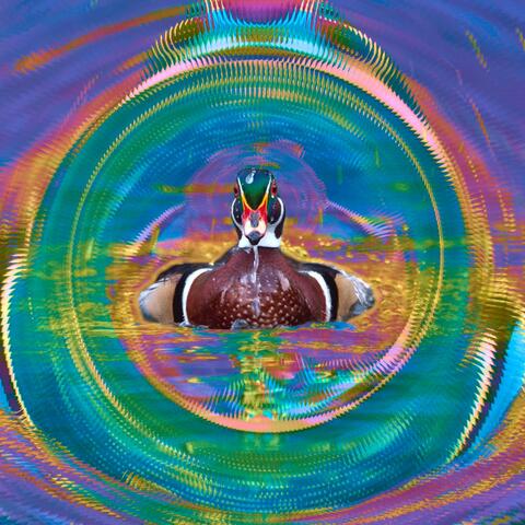Frunk as Duck