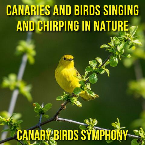 Canaries and Birds Singing and Chirping in Nature - Canary Birds Symphony