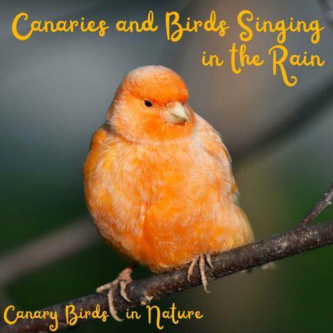 Canaries and Birds Singing in the Rain - Canary Birds in Nature