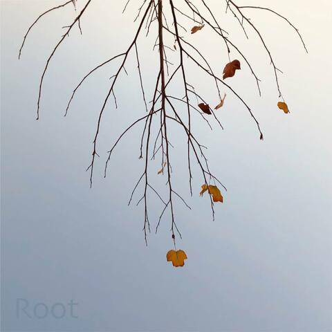 Root