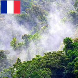 Pluie Tropicale avec le Chant des Oiseaux