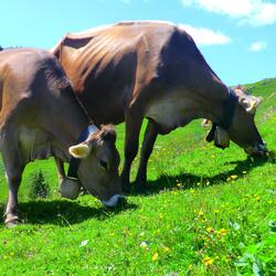 Relaxing Cow Bell in Mountain Pasture