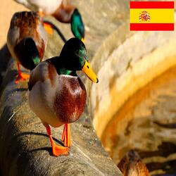 Patos Salvajes en una Pequeña Fuente
