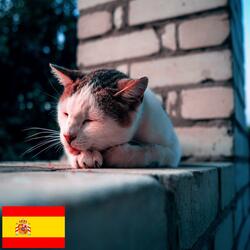 Gato Durmiendo en la Naturaleza en una Noche de Verano