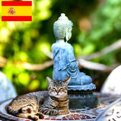 Gato Durmiendo Junto a una Pequeña Fuente Zen
