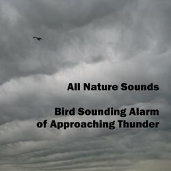 Bird Sounding Alarm of Approaching Thunder