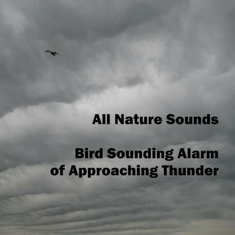 Bird Sounding Alarm of Approaching Thunder
