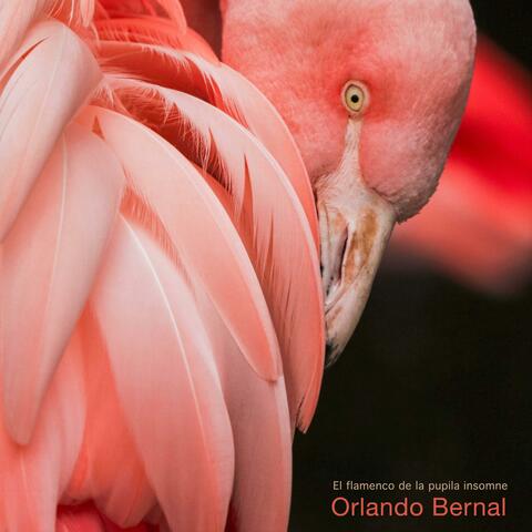 El flamenco de la pupila insomne