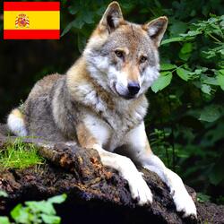 Lobos Aullando en la Orilla de un Lago