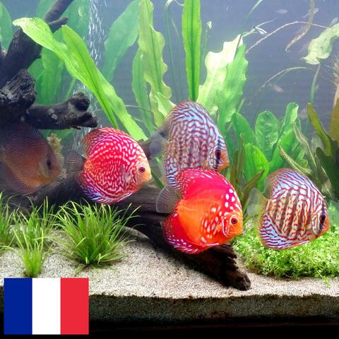 Son d'un Aquarium avec Pompe et Bulles