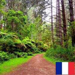 Son de la Nature qui s'éveille en Australie