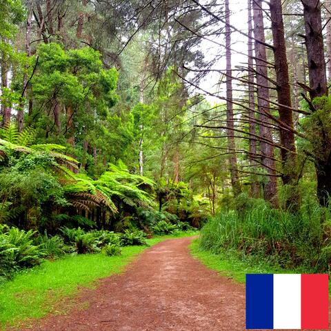 Son de la Nature qui s'éveille en Australie