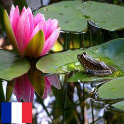 Chant des Grenouilles en Soirée dans un Etang en Asie