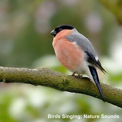 Dawn Chorus: Birds Singing in the Spring