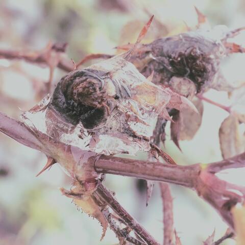 Rotten roses