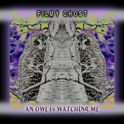 An Owl is Watching me